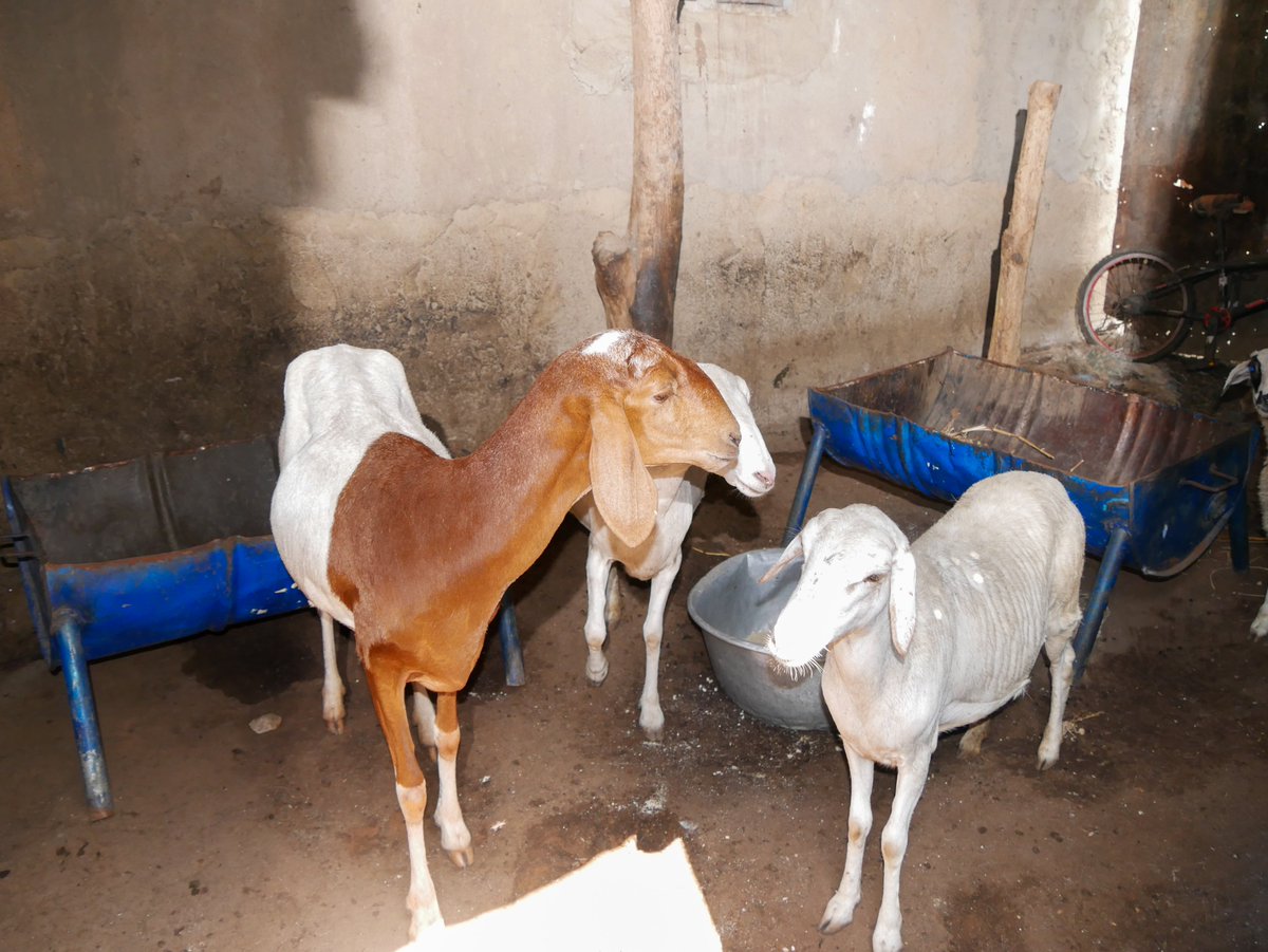 PNUDBenin's tweet image. Dans le cadre du projet transfrontalier #PEV Benin-Niger, près de 300 bénéficiaires (156🚺) ont été appuyés à Kandi, Malanville &amp;amp; Karimama à travers des activités à haute intensité de main-d’œuvre &amp;amp; des activités génératrices de revenus financées via l’approche 3x6. 

#ODD16