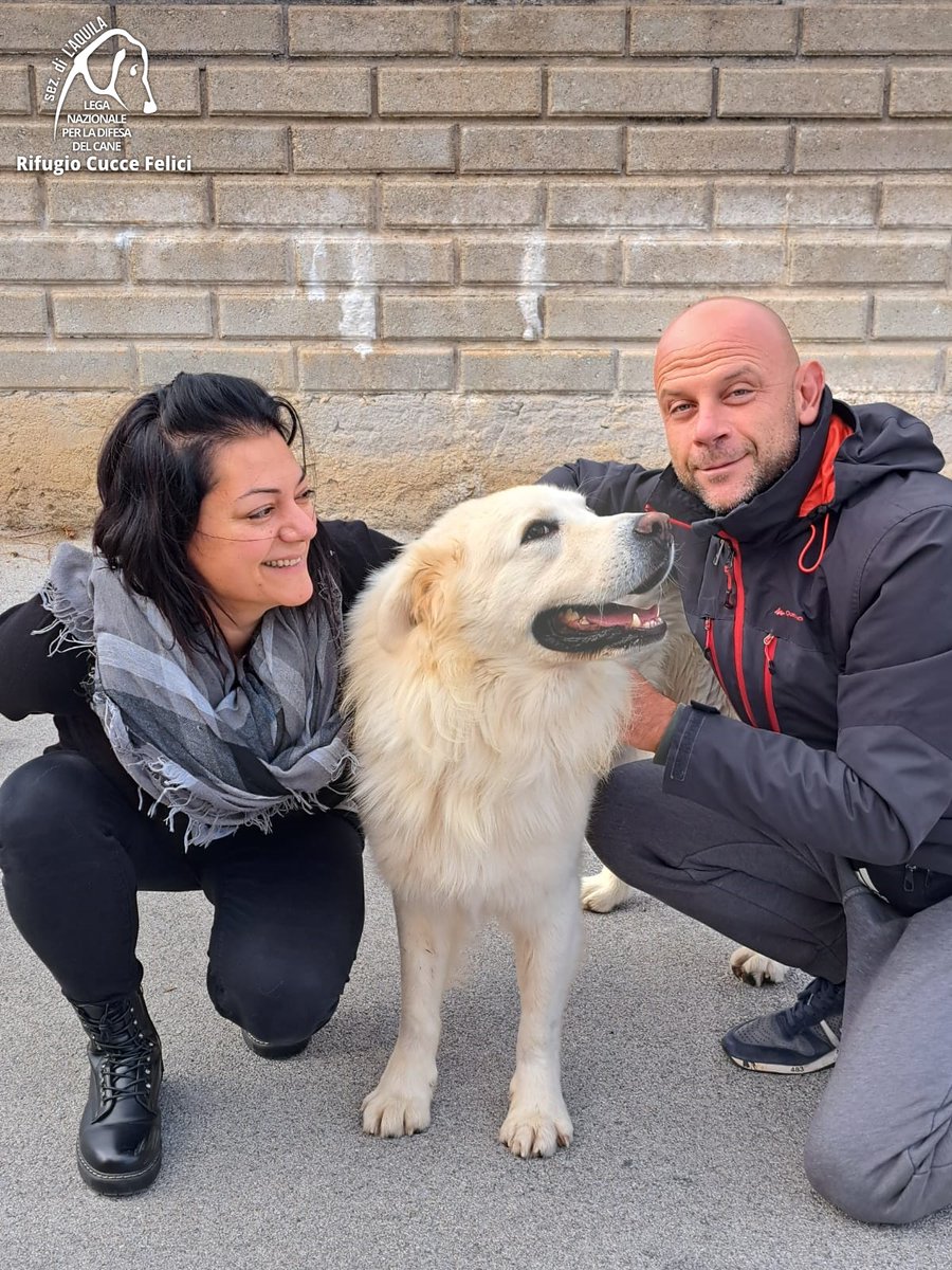 cuccefelici's tweet image. 🎈 Leone, entrato in Rifugio a seguito di rinuncia alla proprietà, va a casa 🥳🏠
🙏 Grazie a Silvia e alla sua famiglia per aver scelto di adottare un cane adulto in #canile 🐻‍❄️🤩
🫵 Arricchisci la tua vita: adotta! 🐾 ➡ bit.ly/adottaLNDCAQ #LAquila #Abruzzo