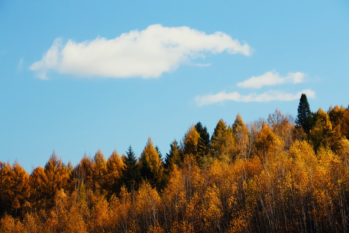 Tong_Bowei's tweet photo. Gold meets blue. The contrast between the brilliant sky and the blazing yellow canopy is stunning, but that soft white cloud makes the whole scene feel complete.
#Yichun #landscapephotography #ColorBalance #GoldenForest #Photography https://t.co/rRTljbisdK