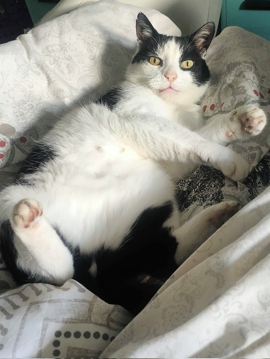 Good morning, happy autumn 🍁🍁🍂🍂
Good more time in bed😻
#CatsOfX #CatsLover #Autumn