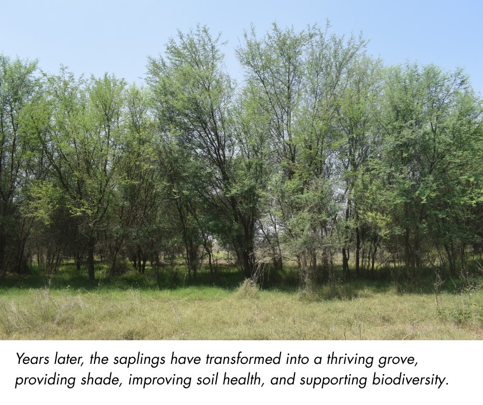 WWFPak's tweet image. Witness the power of restoration, where once barren fields now thrive with life. 

#Agroforestry #NatureBasedSolutions #TogetherPossible #WWFPakistan