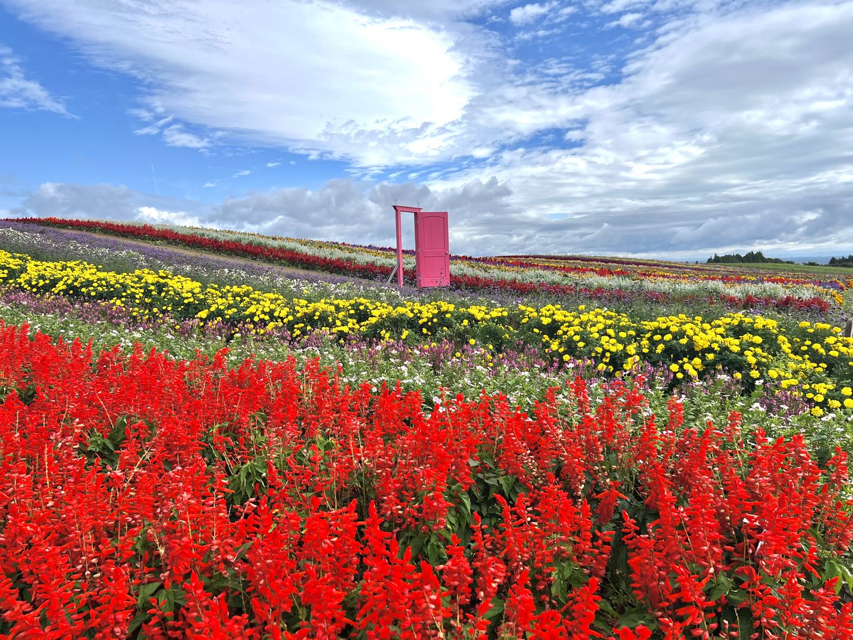 東北最大級のお花畑 #ふるるの丘 は 現在も見頃が続いています