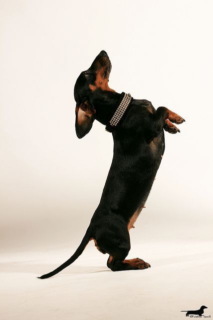 dachshundzones's tweet image. Dachshund Lovers ❤️❤️
#dachshund #dachshunds