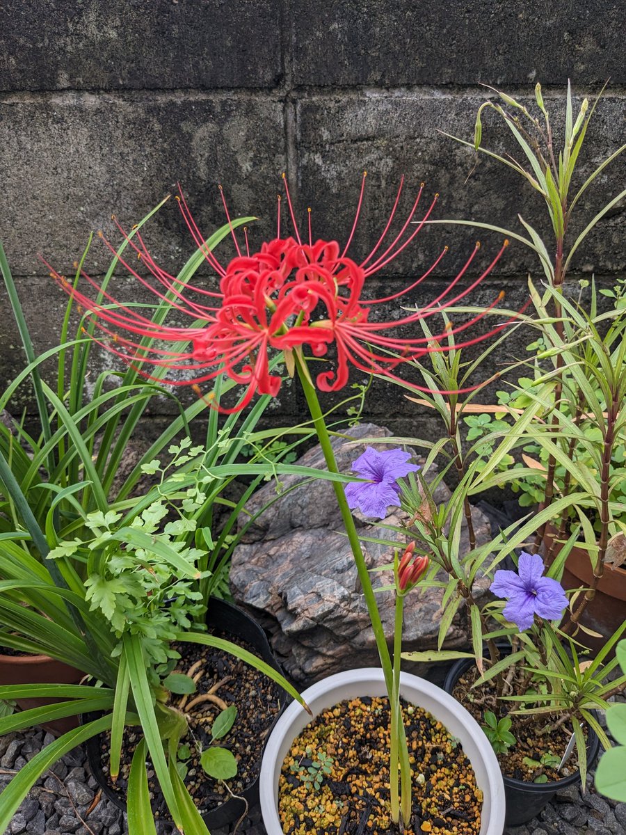 SohyuuY's tweet photo. 彼岸花、酔芙蓉、八重咲秋明菊が開花。 https://t.co/VGhWjUuDGl