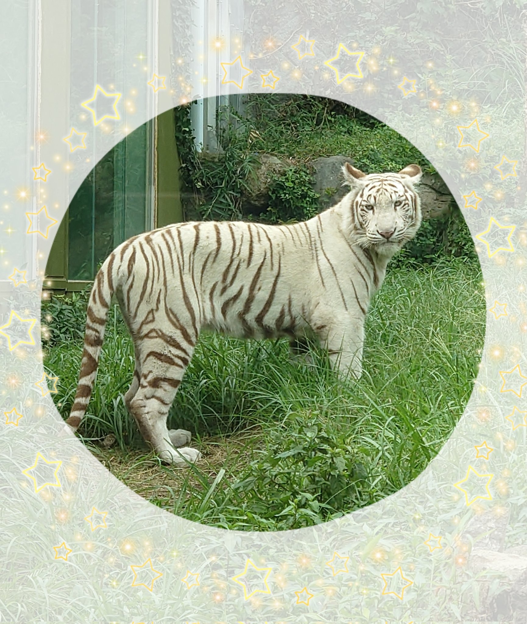 孤高の虎 孤高の虎 孤高の虎 カード検索 ｜ Z/X - Zillions of enemy X