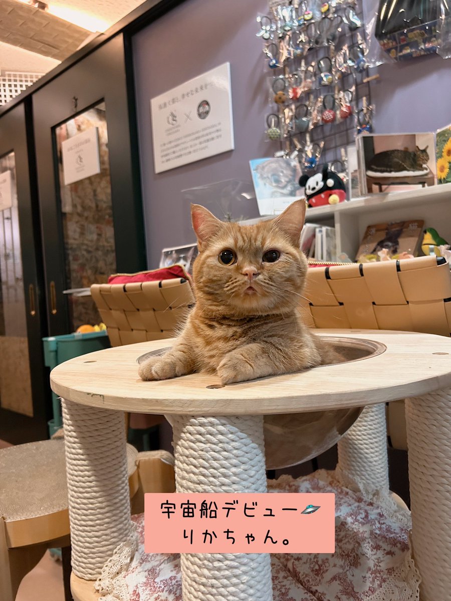 龍脈の精髄 クラスター 魂を浄化しご縁を結ぶ 売上一部保護猫活動に使用 公式】NPO法人にゃいるどはーと (@NPO48681819) / X