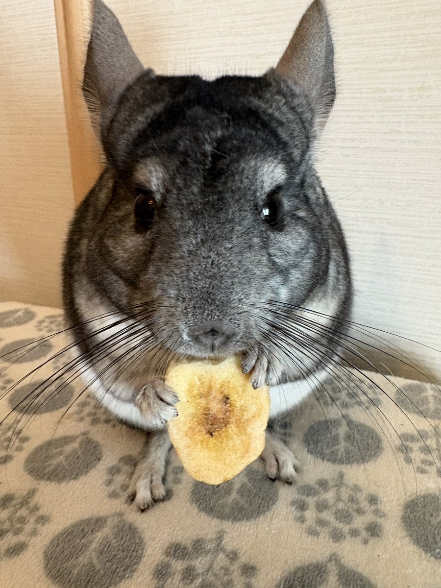 ぽこすけ tweet media