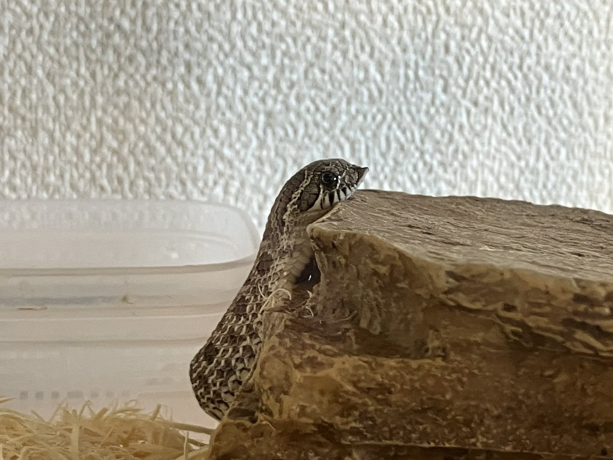 これはセイブアゴノセヘビ

#シシバナヘビ
#爬虫類好きさんと繋がりたい