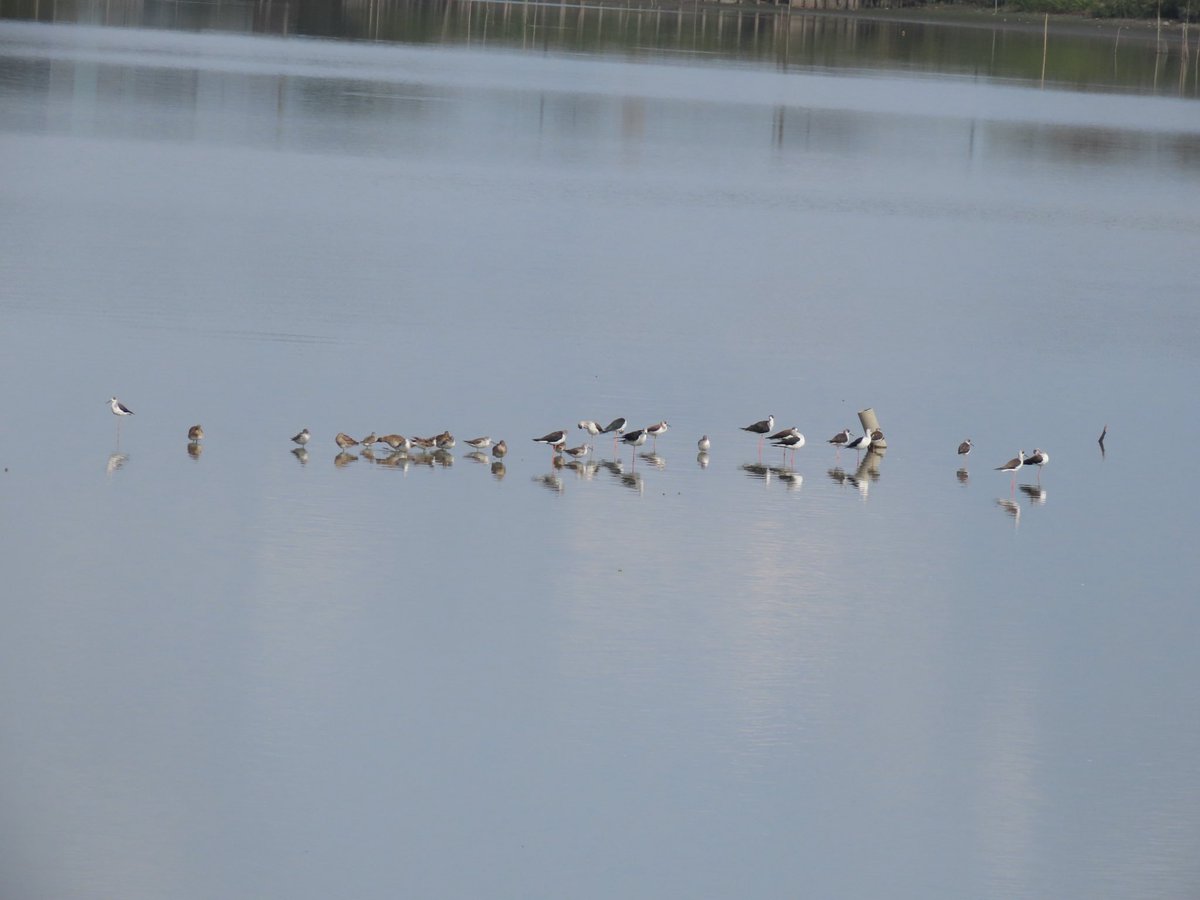 いつもの沼で鳥見。
一気に水が無くなったせいか岸から離れた所に集まって寝ていました。
シギチのメンツは変わり映えしませんが沢山いてくれて嬉しいです。