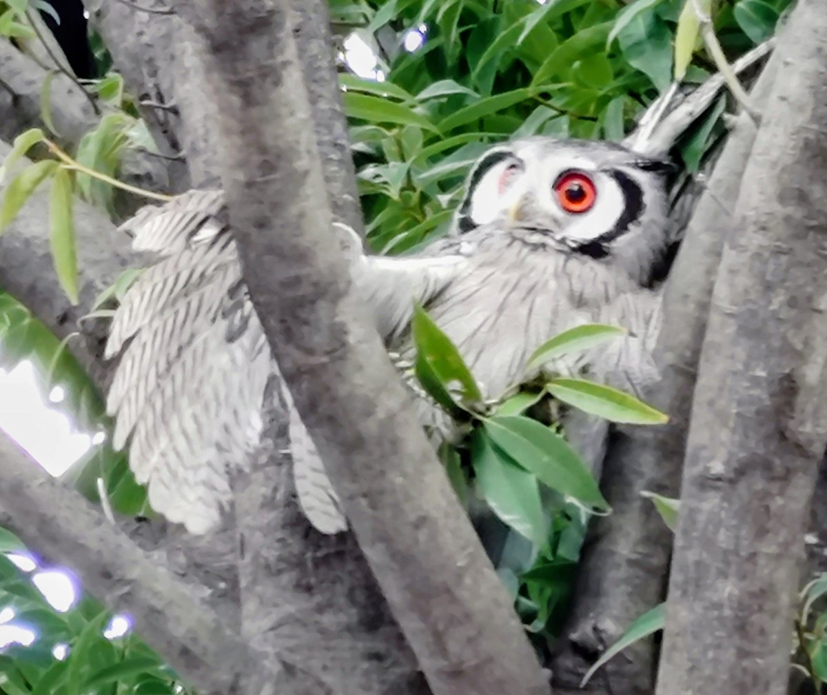 loan wolf cub(マイペース😊) tweet media