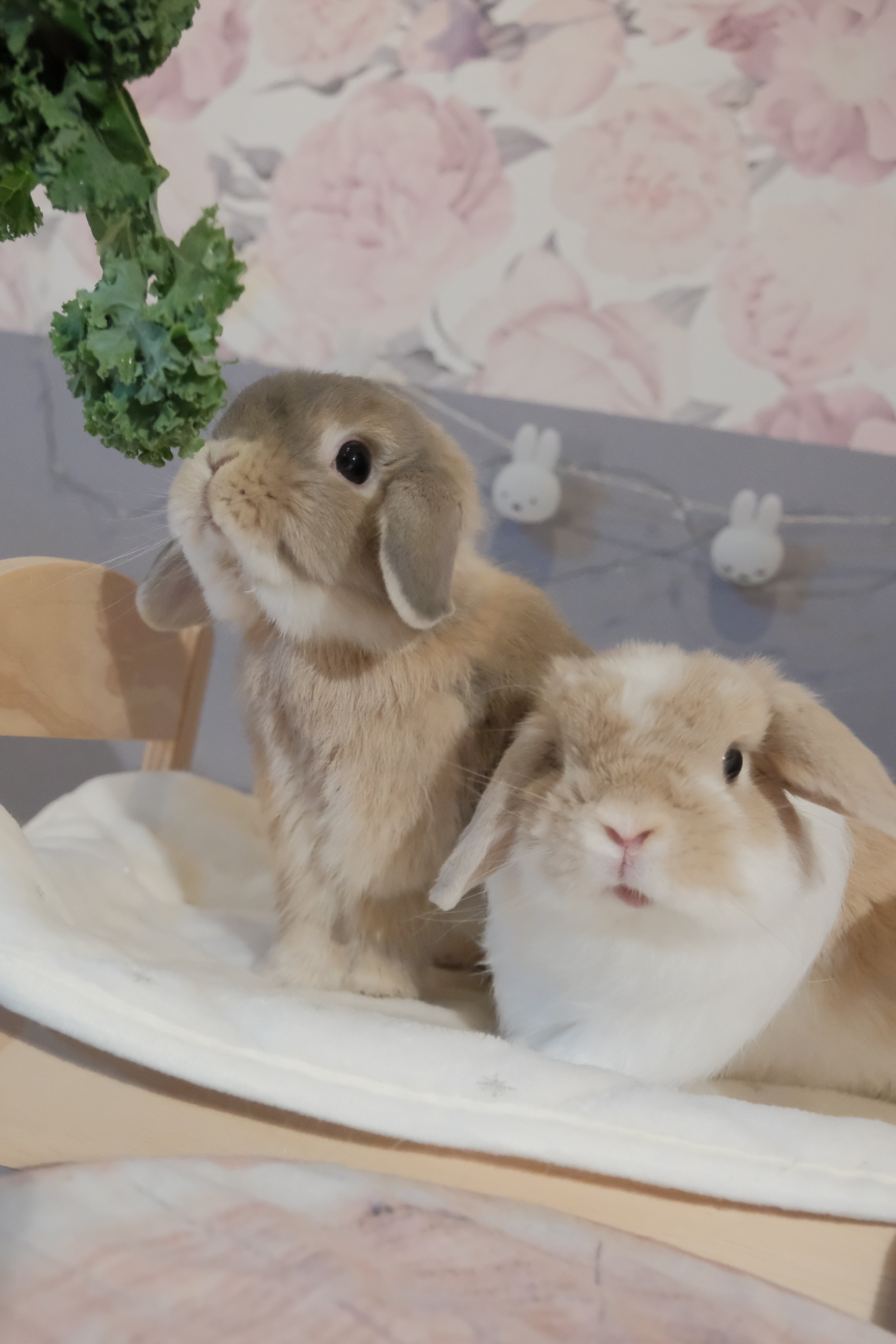 うさぎ うさぎのすず on X: 