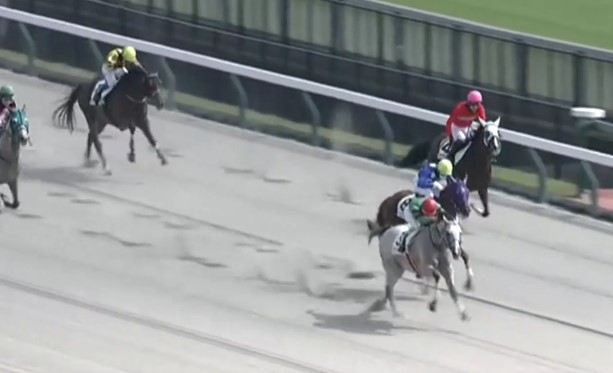 10月5日、当社育成馬プラチナトレジャー(牡7、美浦・国枝厩舎、嶋田賢様所有)が、東京4R、障害3歳以上未勝利戦（障害ダート3000m）で、勝利しました！

嶋田様、国枝厩舎の皆様、優勝おめでとうございました！
kimurabokujo.com/%e6%9c%a8%e6%9…