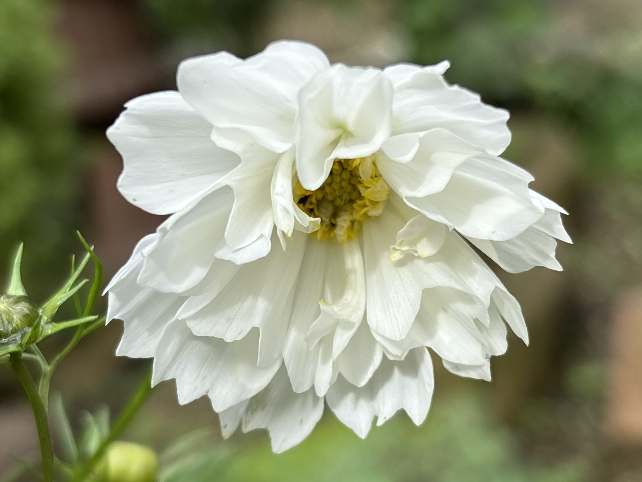 美しい日々 *̩̩̥*̩̩̥ ୨୧ (୨୧ᵕ̤ᴗᵕ̤)⑅ *̩̩̥*̩̩̥ on X