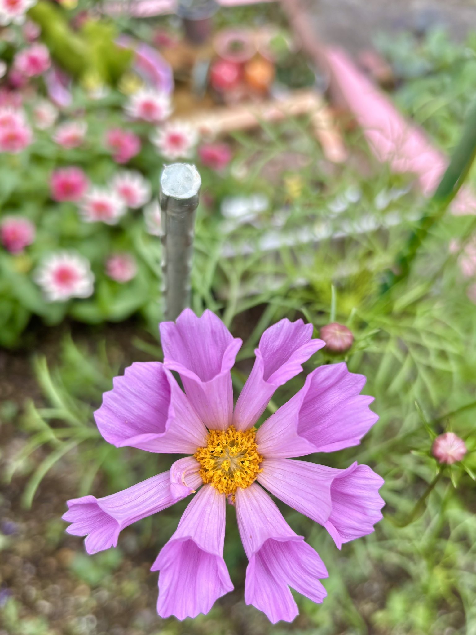 コスモスガーデニングさま専用★☆フエルアルバム 台紙 18セット☆★ コスモスガーデニングさま専用フエルアルバム 台紙 18セット