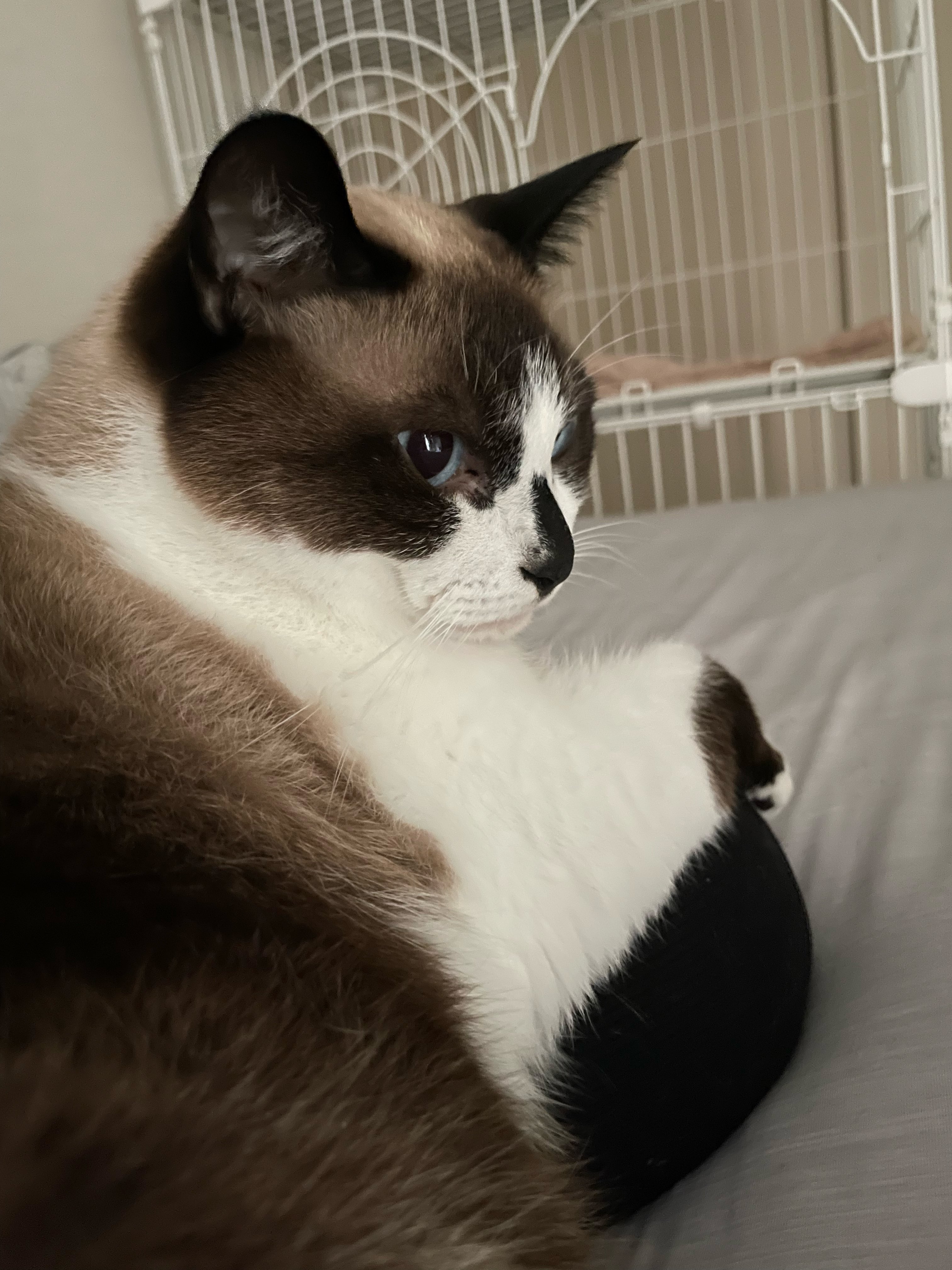 つむぎ様 西園つむぎ🍻💨 (@tsumugi_nszn) / X