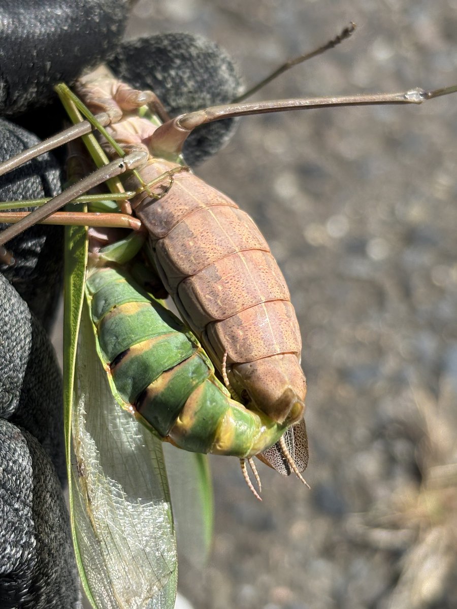 cvMHxdelJ043565's tweet photo. さっきオオカマキリとムネアカハラビロカマキリが交尾している所を見つけました！
これかなりやばいです😰 https://t.co/LRw8rX26N1