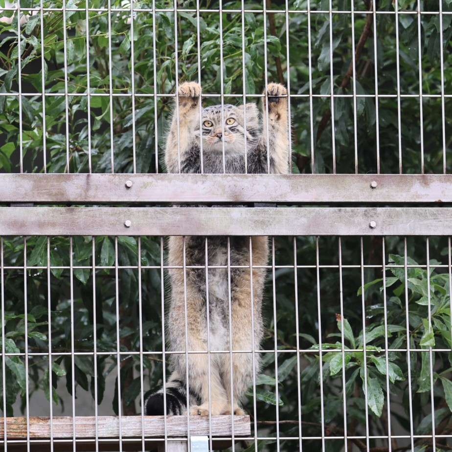 伸び～る 仔マヌル🐱

＃東山動植物園　＃マヌルネコ