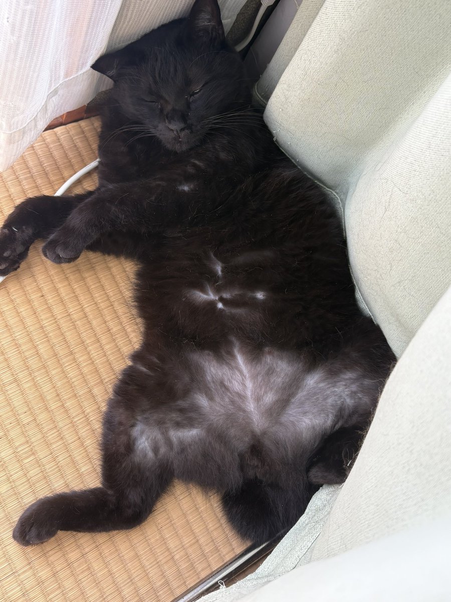 powel__753's tweet photo. 今にも死にそうな顔してるが
日陰でまったり日向ぼっこの5歳児

#もふもふ
#保護猫
#猫好きさんと繋がりたい https://t.co/FNDXjhtmK3