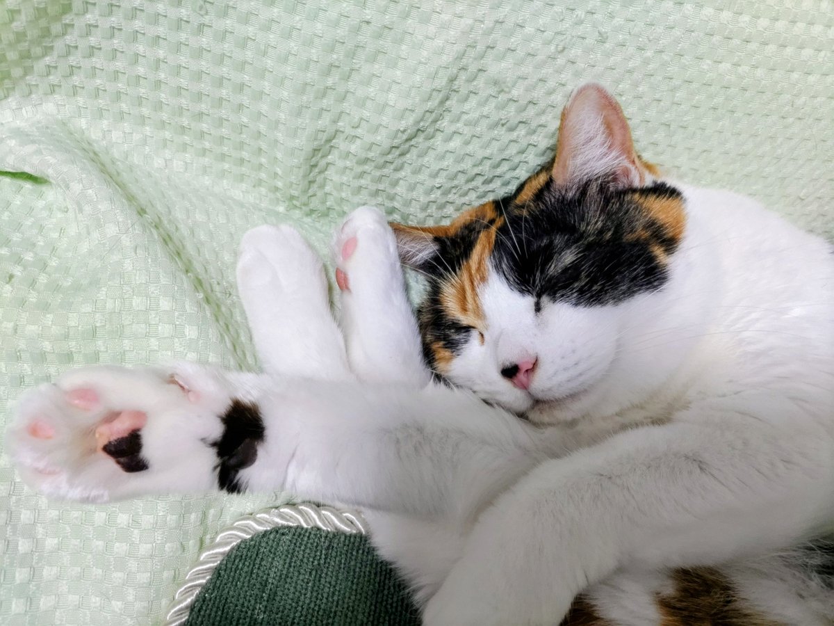 4t_i's tweet image. 昨日のつきちゃん、幸せそうな寝顔です。
嬉しくて、泣けてきます。🥹