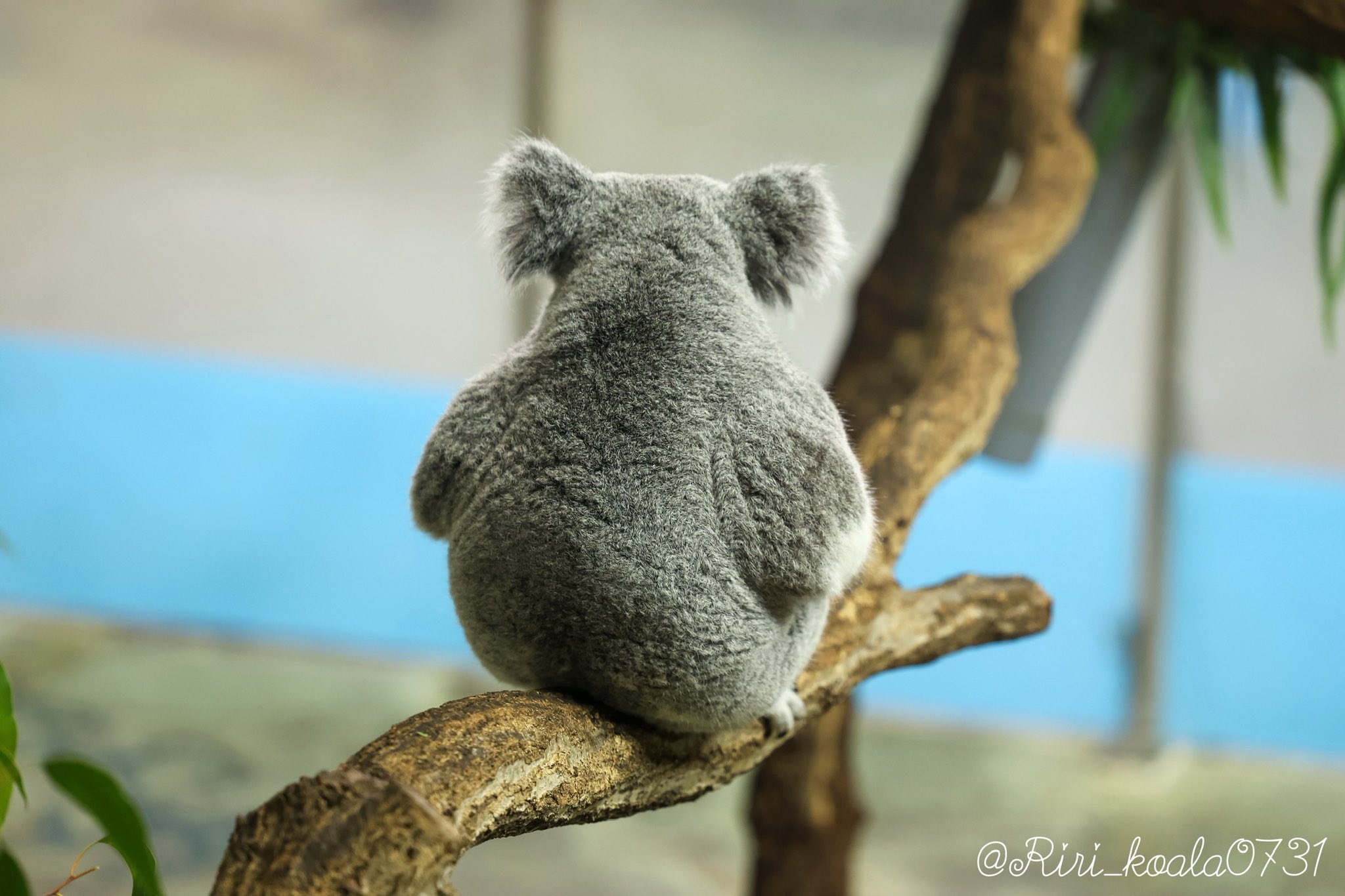 小動物の画像診断 小動物の画像診断