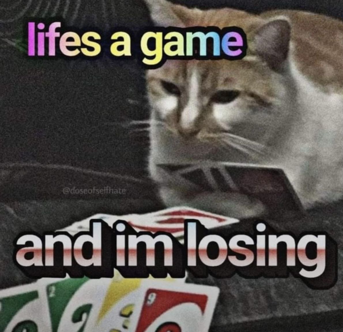 cats being cats (@catsbeiingcats) on Twitter photo 