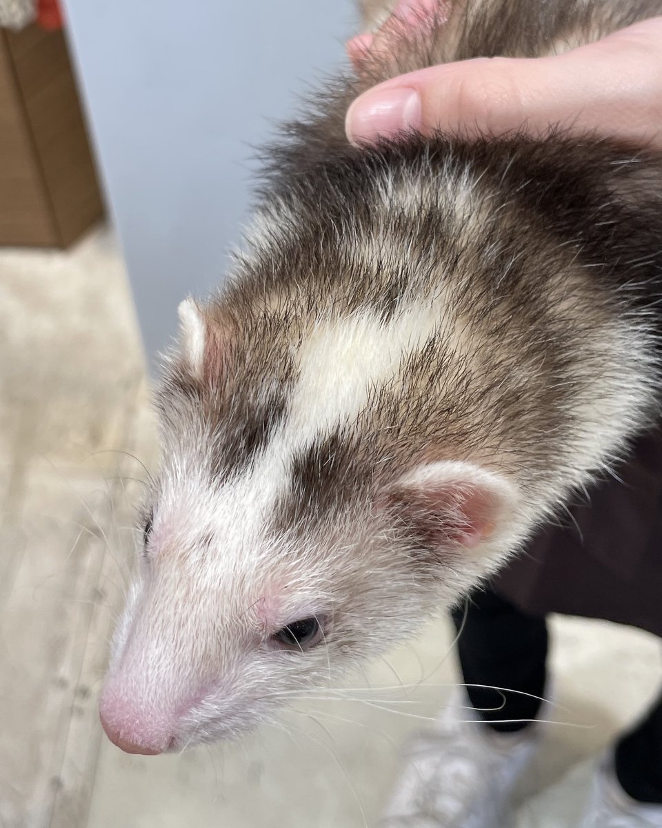 🌟お店にいるフェレットちゃんのご紹介🌟

🐾 マウンテンビューフェレット
🎂 2025年6月20日
🖤 ブレイズ
💫 女の子

頭の綺麗な白いラインとお腹のまだらな模様がチャームポイント🌟
普段は落ち着いていますが、走り回ることが大好きな子です♪
ツンデレな部分が魅力かも♡

#フェレット #ferret