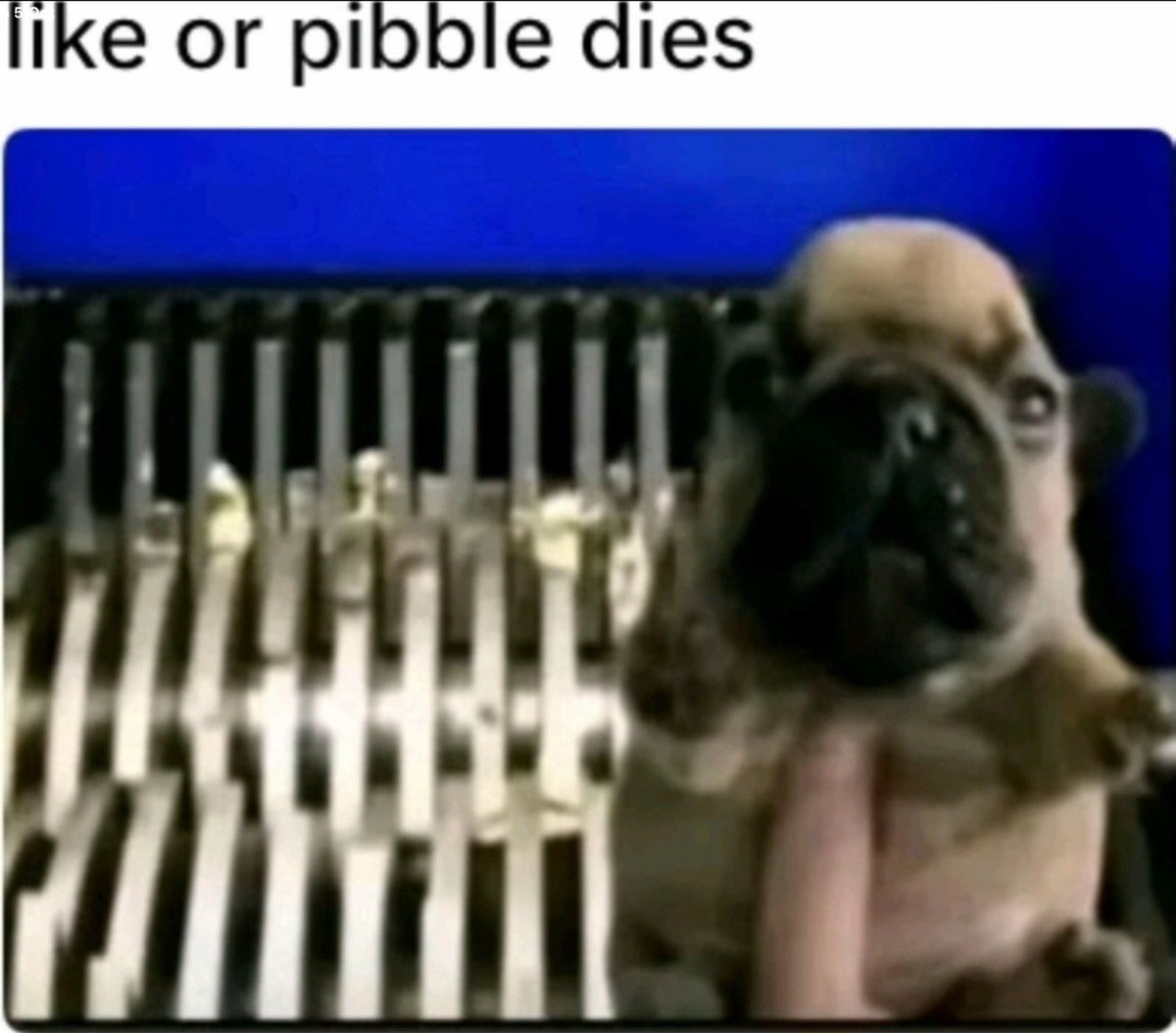 PibblePage's tweet image. like or pibble dies