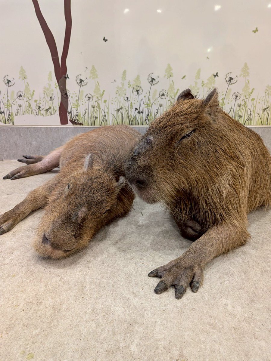 アニタッチみなとみらいの老夫婦 カピバラのがんもくん（11歳）と