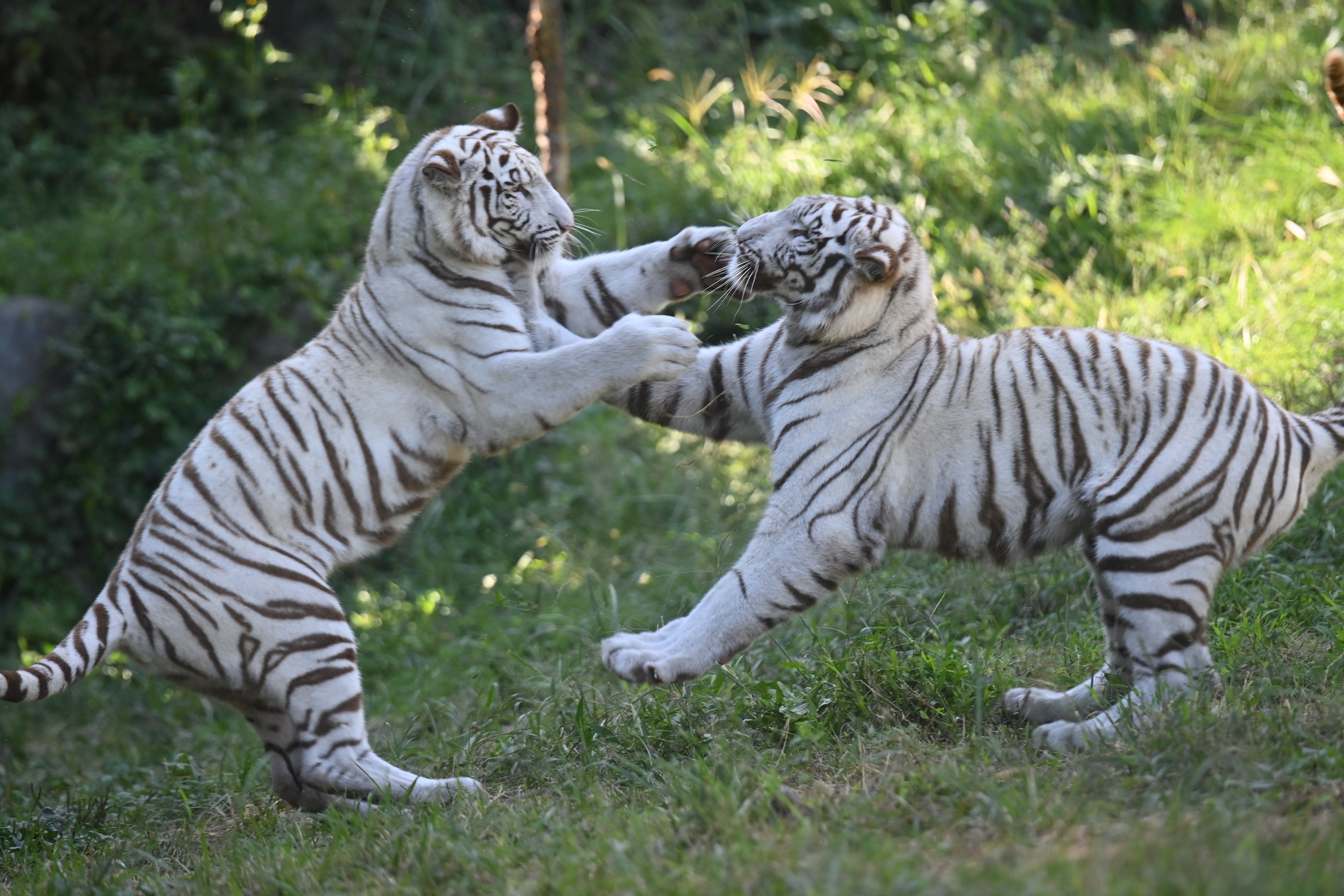 孤高の虎 孤高の虎 孤高の虎 カード検索 ｜ Z/X - Zillions of enemy X
