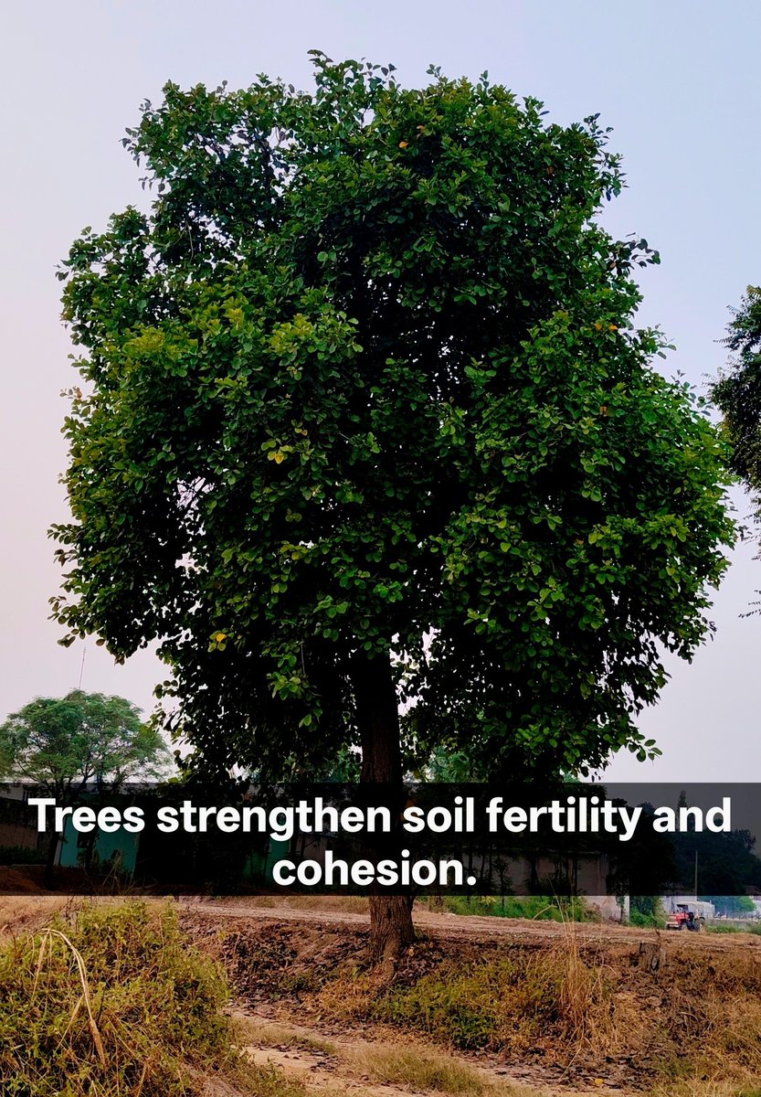 rar_trust's tweet photo. Let us protect our roots and preserve our legacy! 🌿

Plant and nurture native trees - they are not just trees, they are our living heritage. 🌳💚

#PlantTrees #Trees #Nature #Life #Trending #TrendingNow #EachOnePlantOne #Earth #monsoon #rains #Hyderabad #Telangana #India #viral https://t.co/KpOSGnuENa