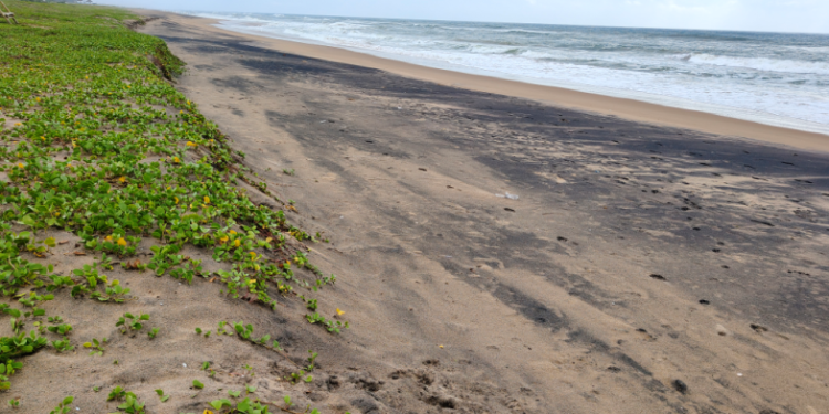 OrissaPOSTLive's tweet photo. Sunapur Beach, one of Odisha’s prized blue flag beaches along the Bay of Bengal, is facing an alarming threat from rising sea levels and coastal erosion driven by global warming.

#Ganjam #SunapurBeach #Odisha https://t.co/xvBafjioF9