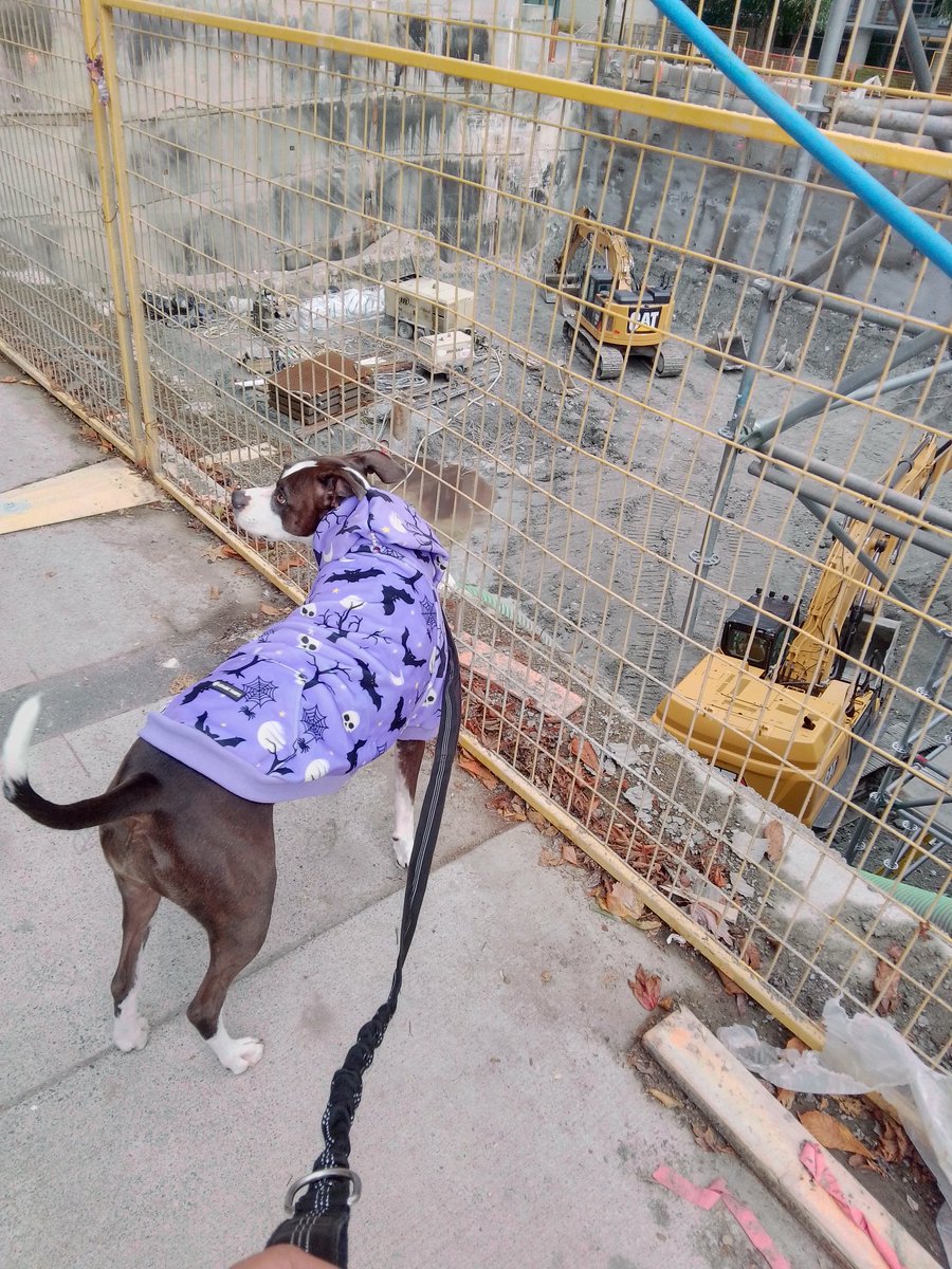 LebrockTony's tweet image. 🌞🌄💙🐾Ri's Checking Out Autobots+Decepticons🤖💙
#transformers #checkingitout #constructionworker #dogs #constructionsite #dogsrule
#workpit #constructiongirl
#MadamRiley #afternoonvibe