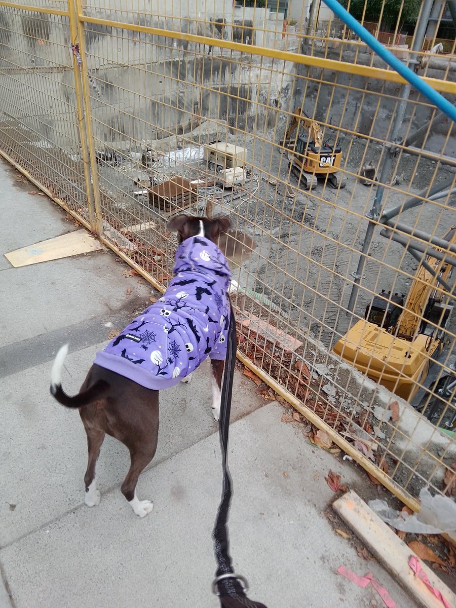 LebrockTony's tweet image. 🌞🌄💙🐾Ri's Checking Out Autobots+Decepticons🤖💙
#transformers #checkingitout #constructionworker #dogs #constructionsite #dogsrule
#workpit #constructiongirl
#MadamRiley #afternoonvibe
