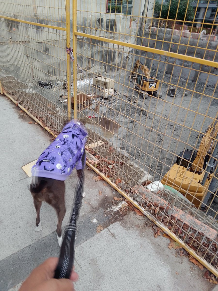 LebrockTony's tweet image. 🌞🌄💙🐾Ri's Checking Out Autobots+Decepticons🤖💙
#transformers #checkingitout #constructionworker #dogs #constructionsite #dogsrule
#workpit #constructiongirl
#MadamRiley #afternoonvibe