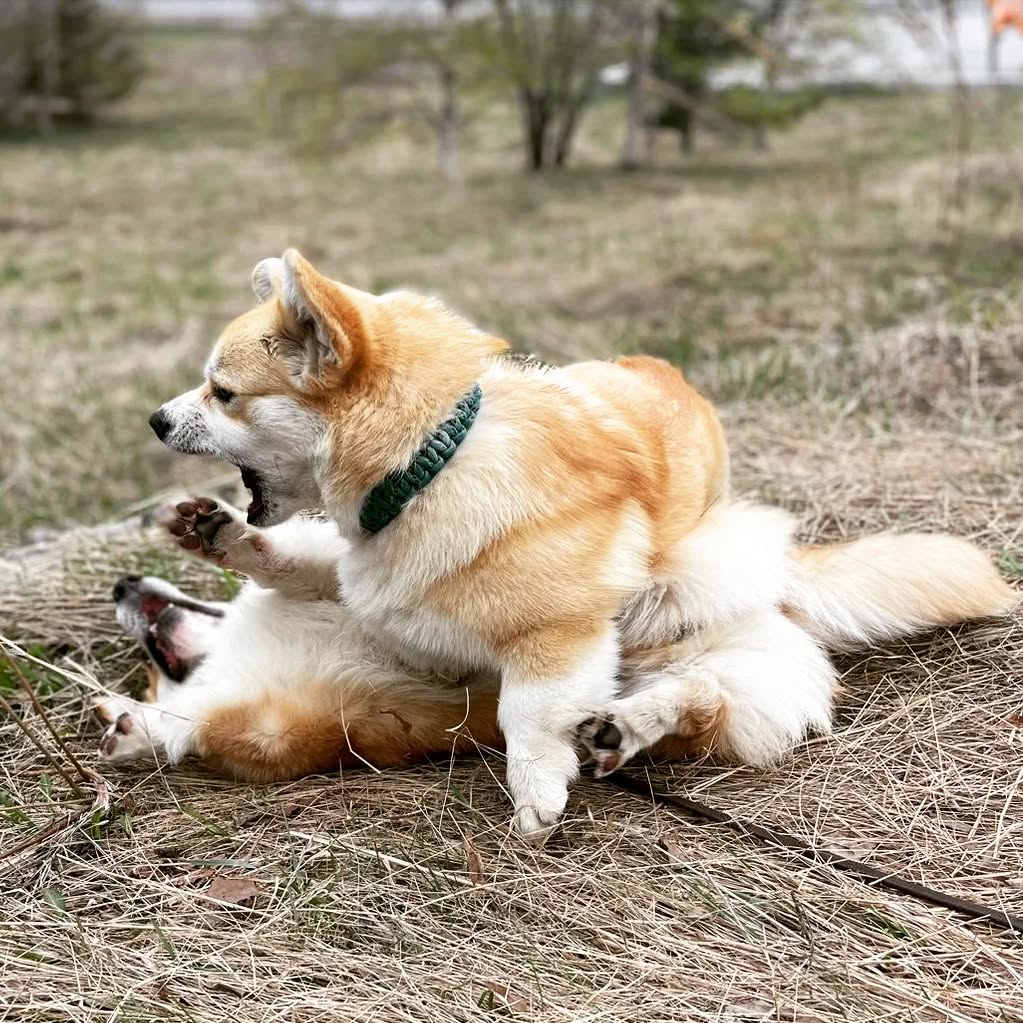 JosephineK1761's tweet image. So cute🥰🥰
#CorgiJoy #CorgiGoals #LoveMyCorgi #PetsofTwitter #CorgiBark #welshcorgi1842