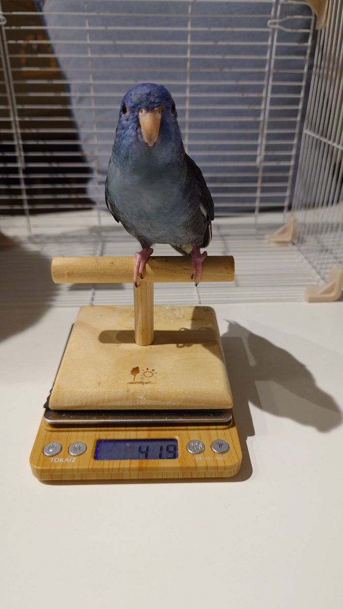 emichi928's tweet photo. クルックモルック夫婦の娘のマルちゃんは６月からずっと闘病生活してます。薬を調整して、元気になってくれるように支えながら生活してます https://t.co/J2InkrYbFX