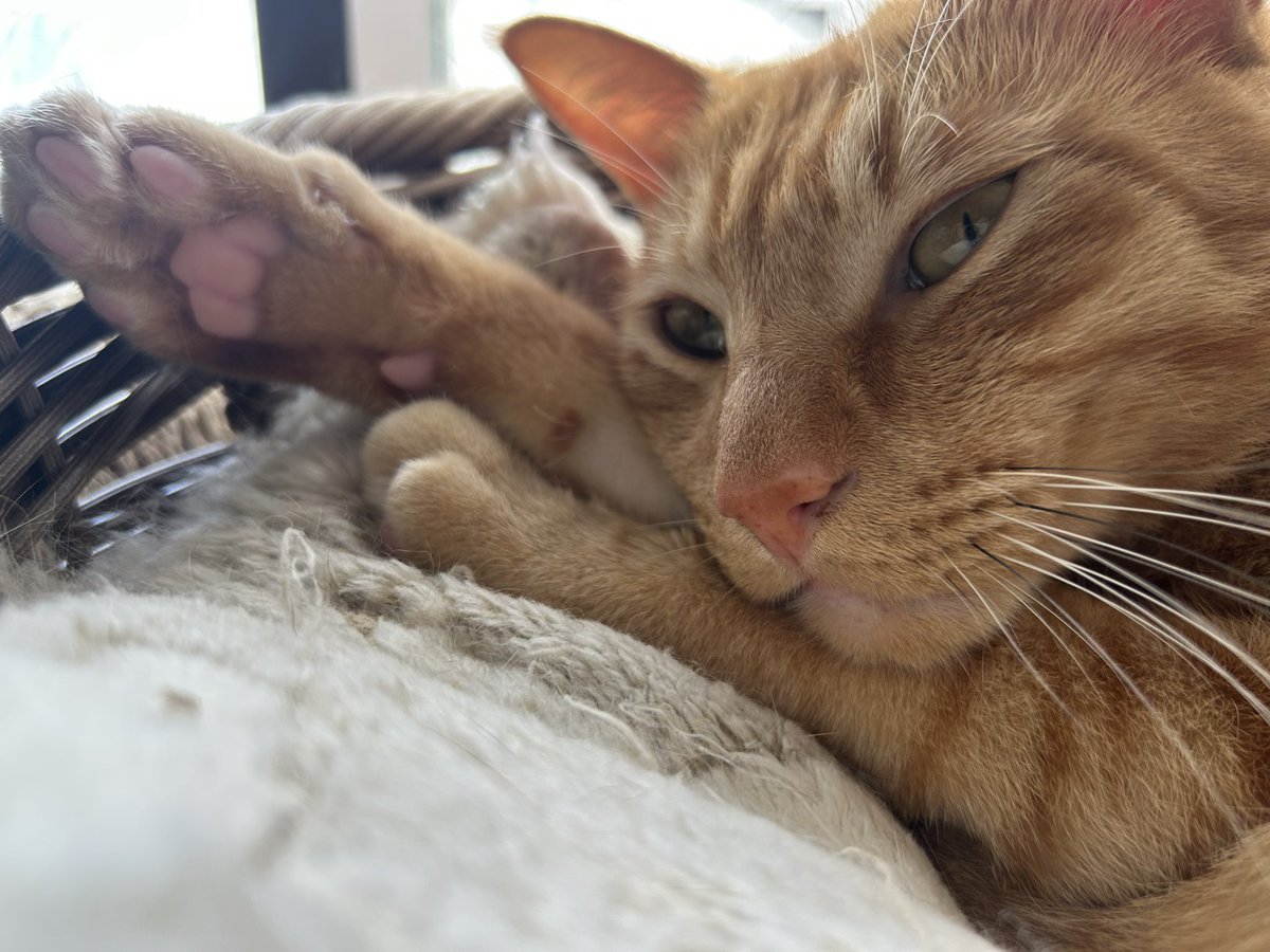 お日様当たって気持ちいね〜
＃猫