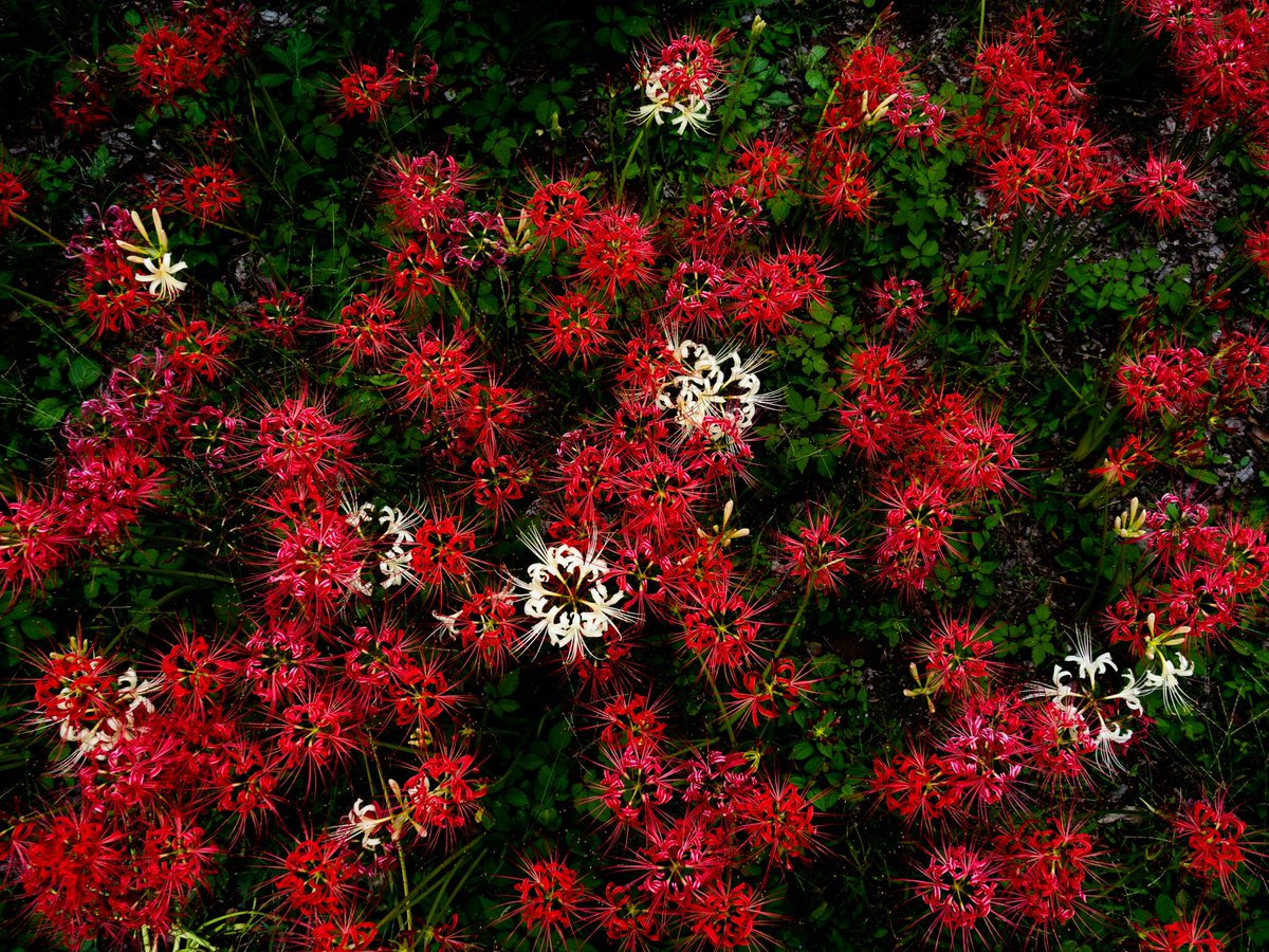 laycomathi's tweet image. 憂鬱だ。口内炎を二つあつらえるくらいに憂鬱だ。どうしてそんなに憂鬱なのかというと、口内炎を二つこしらえたからだ。
府中、郷土の森の彼岸花は満開で壮観でした。彼岸花には千以上もの呼び名があるそうで、個人的に狐花というのが好きです。#彼岸花　#写真好きな人と繋がりたい