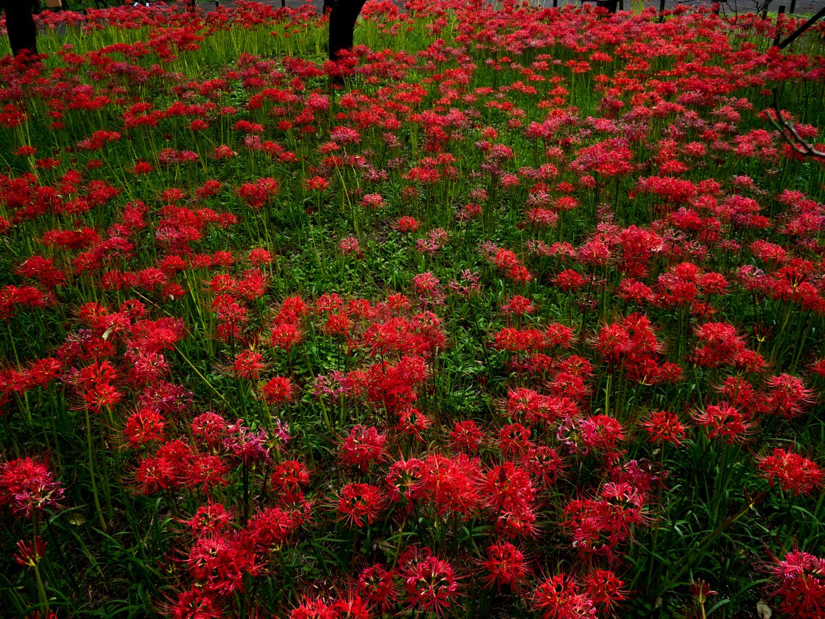 laycomathi's tweet image. 憂鬱だ。口内炎を二つあつらえるくらいに憂鬱だ。どうしてそんなに憂鬱なのかというと、口内炎を二つこしらえたからだ。
府中、郷土の森の彼岸花は満開で壮観でした。彼岸花には千以上もの呼び名があるそうで、個人的に狐花というのが好きです。#彼岸花　#写真好きな人と繋がりたい