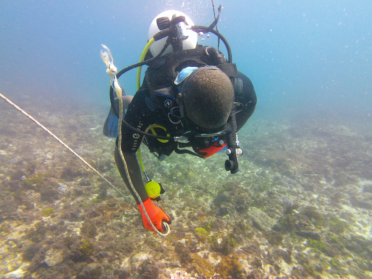 brianom01520984's tweet photo. Ecological monitoring divers strive to assess ecosystem health, understand environmental impacts and detect threats on critical marine ecosystems. Each dive is a new discovery! #divinglife #marinelife #marineconservation #marinescience https://t.co/A68JejJURf