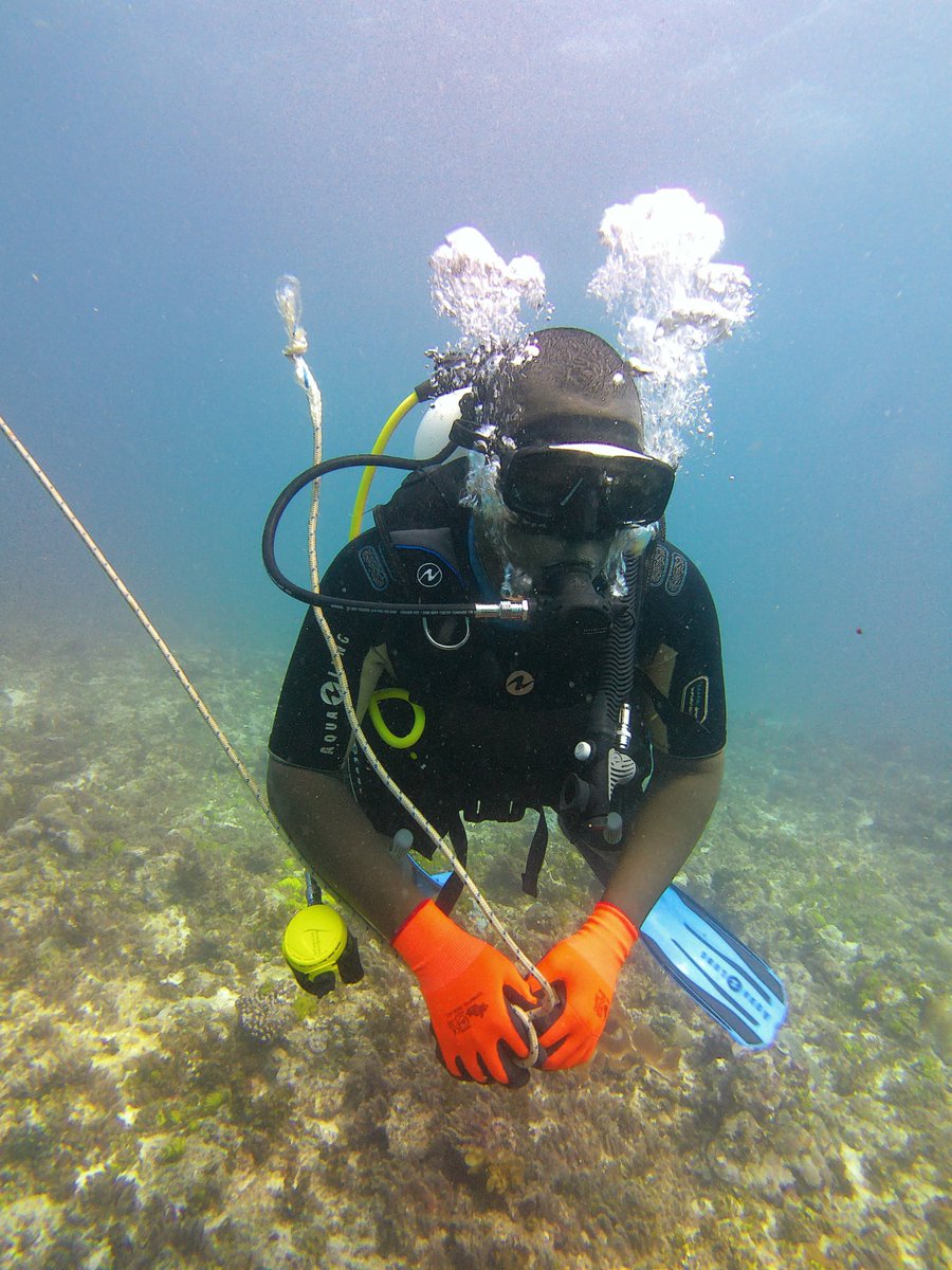 brianom01520984's tweet photo. Ecological monitoring divers strive to assess ecosystem health, understand environmental impacts and detect threats on critical marine ecosystems. Each dive is a new discovery! #divinglife #marinelife #marineconservation #marinescience https://t.co/A68JejJURf