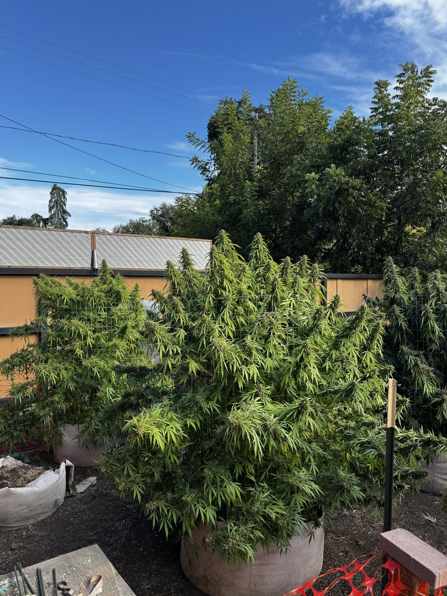 MamaGrass420's tweet image. Dong stacking! Loving this purple #Wedding cake. Some pics are #OriginalCheese. #HomeGarden #MamaGrass #MamaGrass420 #FemaleFarmers #WomenThatGrow #SheGrows  #Cannabis #Pot #Farmer #cannabiscommunity #cannabiscures #CannabisCulture #Mmemberville