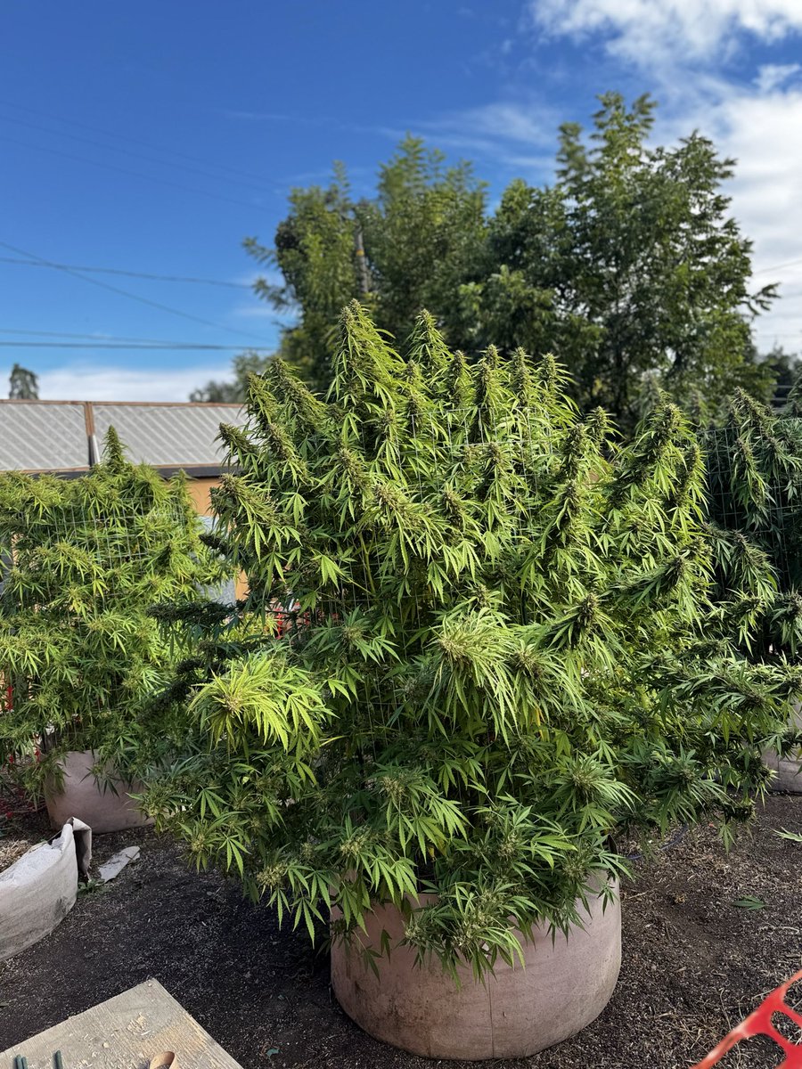 MamaGrass420's tweet image. Dong stacking! Loving this purple #Wedding cake. Some pics are #OriginalCheese. #HomeGarden #MamaGrass #MamaGrass420 #FemaleFarmers #WomenThatGrow #SheGrows  #Cannabis #Pot #Farmer #cannabiscommunity #cannabiscures #CannabisCulture #Mmemberville