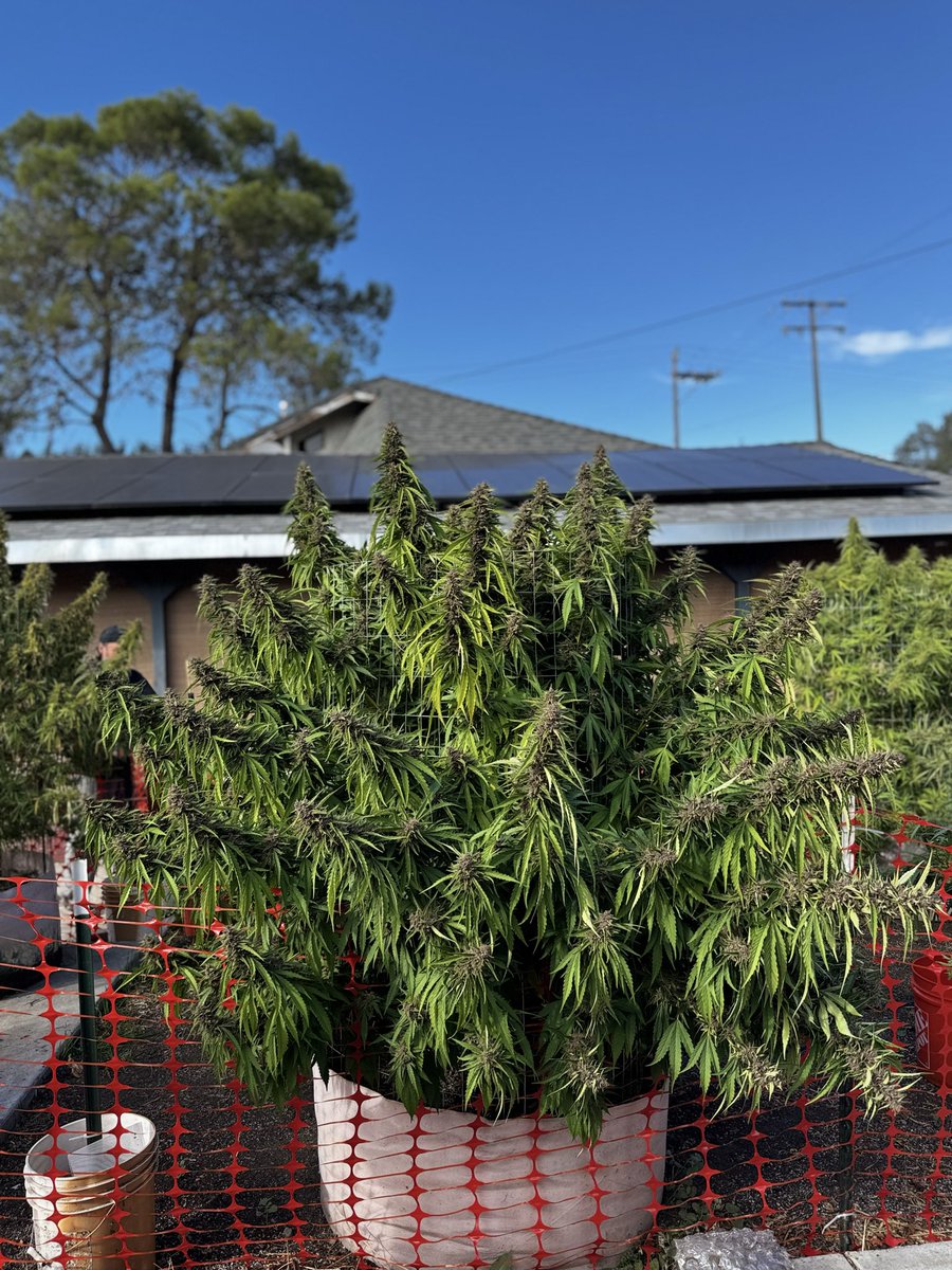 MamaGrass420's tweet image. Dong stacking! Loving this purple #Wedding cake. Some pics are #OriginalCheese. #HomeGarden #MamaGrass #MamaGrass420 #FemaleFarmers #WomenThatGrow #SheGrows  #Cannabis #Pot #Farmer #cannabiscommunity #cannabiscures #CannabisCulture #Mmemberville