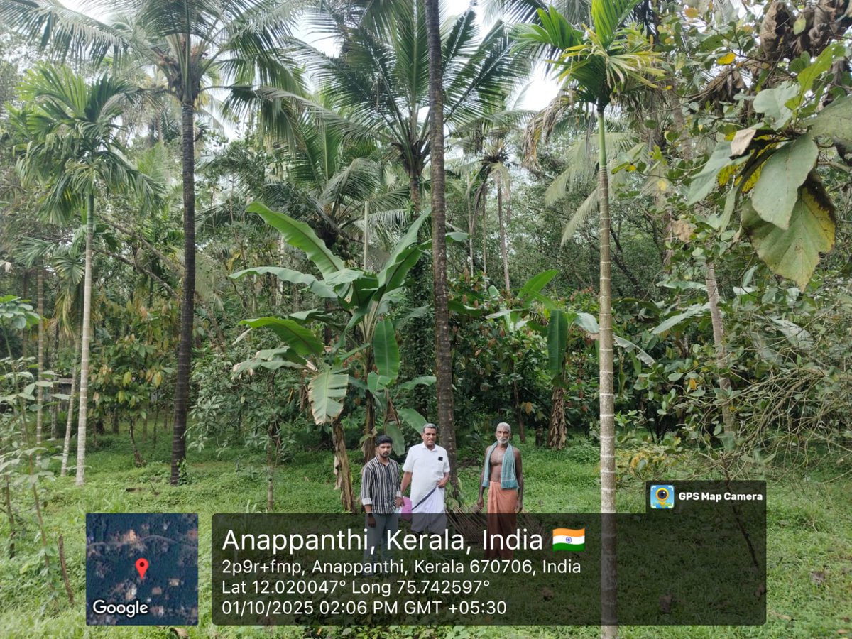 CoconutBoard's tweet image. #PICCS -2025-26
Random Field Inspection of Various CPS of Kannur District was conducted on 01.10.2025