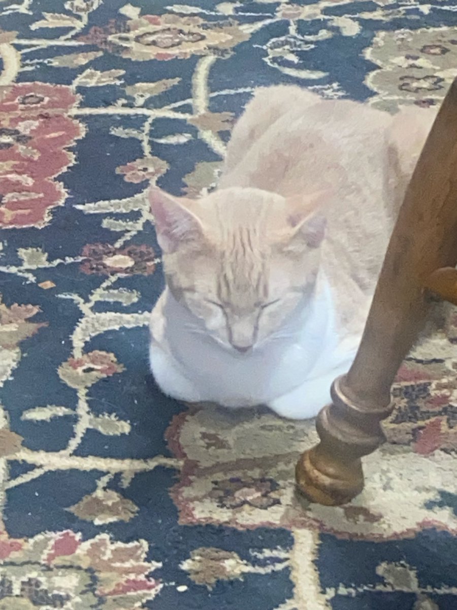ghost boy’s hurt, bored and moody, so he doesn’t feel like switching accounts to post his cat photos right now

so anyway, here’s a photo of Chet having a snoozy in the kitchen. the little twerp

if you only like ghost boy for his cats, he has an account for that <a href="/AwakeWithCat/">the cat. | 🐱🐬</a>