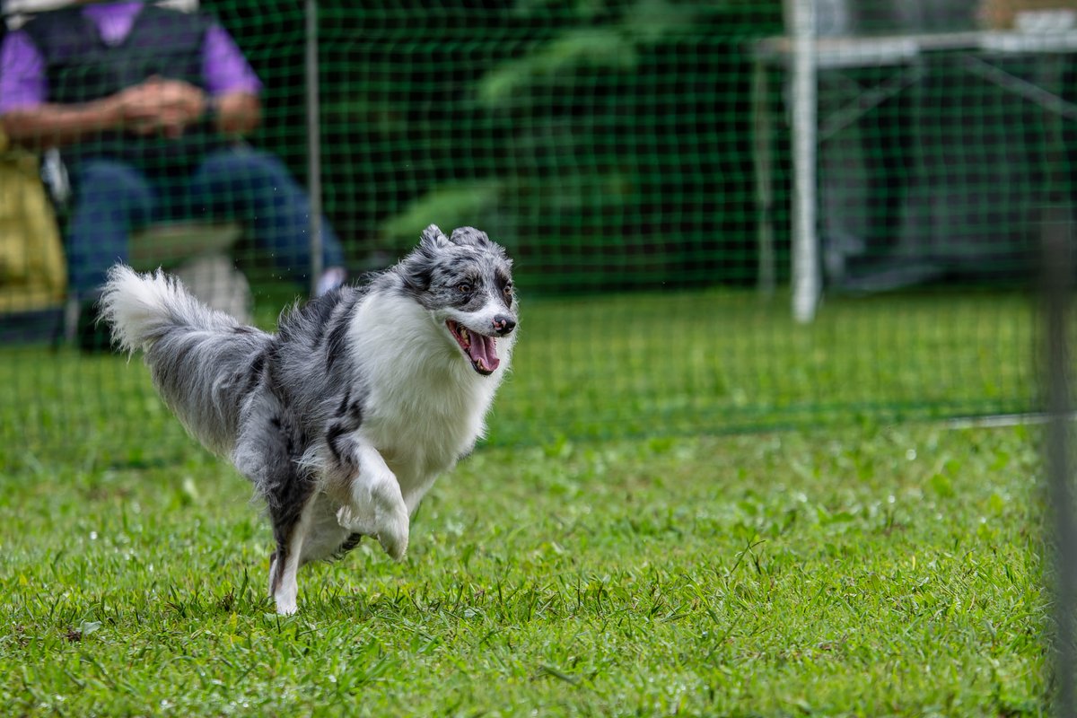 nikon_z8's tweet photo. 膨大なデータがあるけどとりあえず4枚
当分素材は困らなそう😇
#犬のいる暮らし 
#アジリティ
#OPDES https://t.co/9vhTPXsT9N