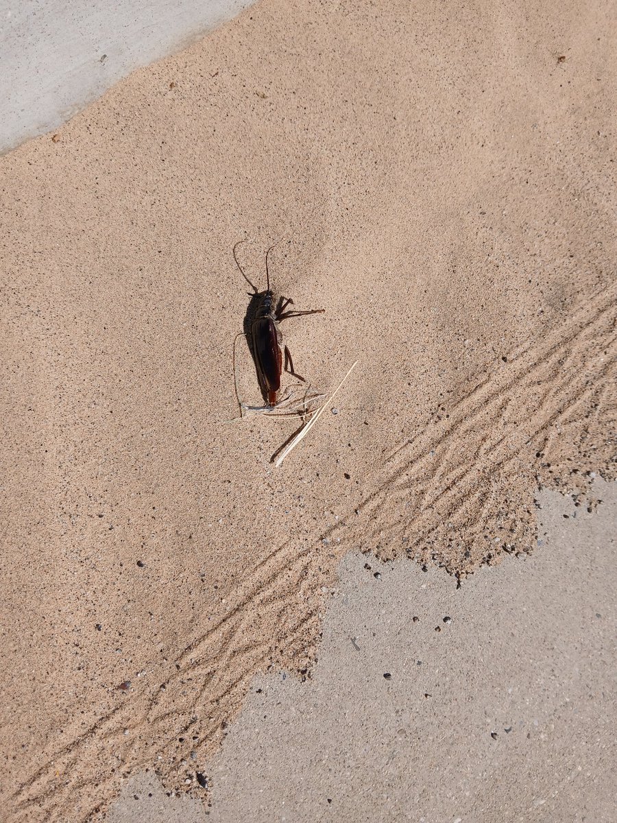 WHAT THE HAITIS! Biggest bug ive ever seen! . He'll to the no!