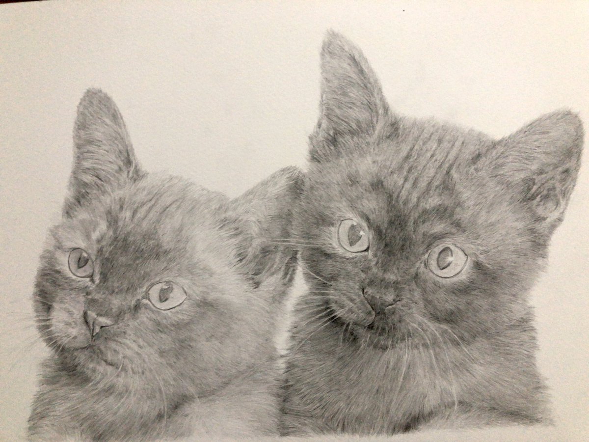 tomimasa_'s tweet photo. とりあえず下書き完了
猫さん、ペン入れいきます
#アナログ絵　#ネコ　#鉛筆 https://t.co/KVmDMqurlH