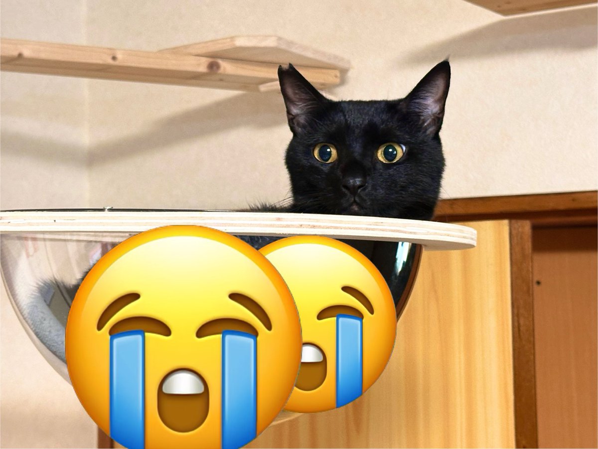 夏前に導入した宇宙船、ずっと怖がってたのが今朝初めて入ってくれて
めっちゃ可愛いいいぃぃいいっ！！！って写真とったんだけど
黒猫だと半球部分にめっちゃ反射して部屋と撮ってる自分が映り込むことにも気がついた🤣
でもマジ可愛い！ホント可愛い！
どうにか写り込まずに撮る方法ないです？